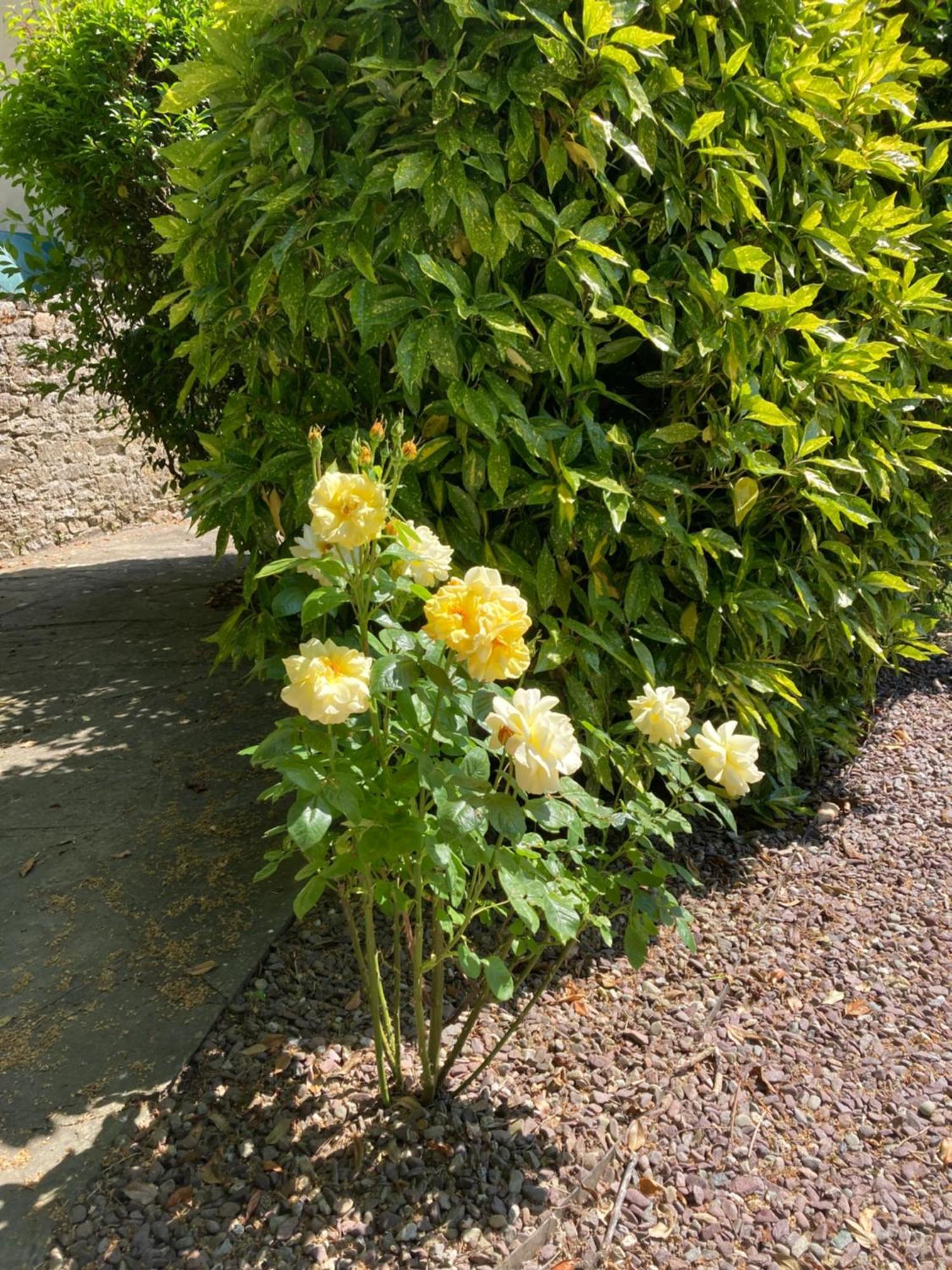 Grove House Country Rooms Shanballymore Bagian luar foto
